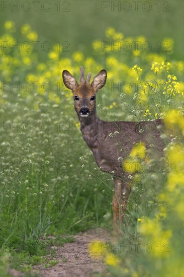 Roe deer