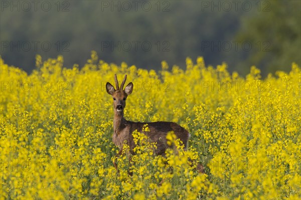 Roe deer