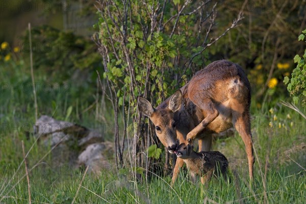 Roe deer