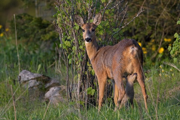 Roe deer