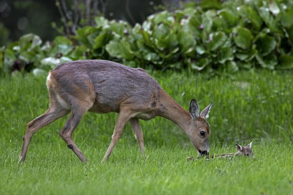 Roe deer