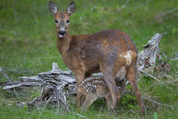 Roe deer