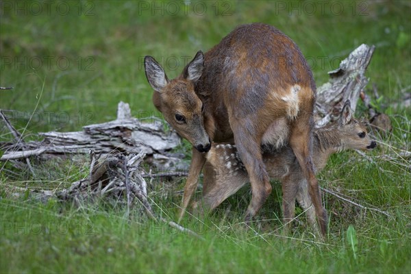 Roe deer