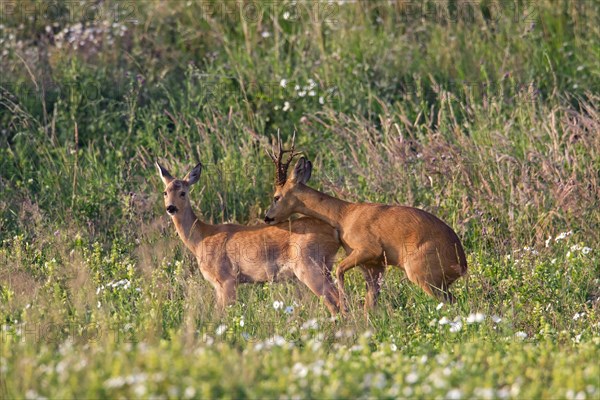 Roe deer