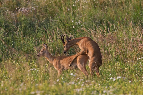 Roe deer