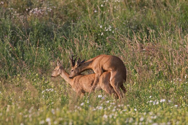 Roe deer