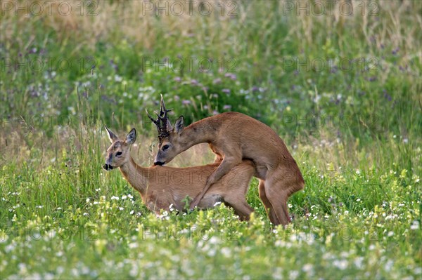 Roe deer