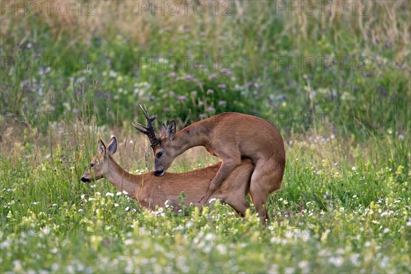 Roe deer