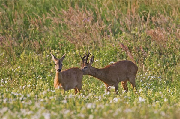 Roe deer