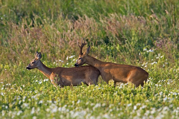 Roe deer