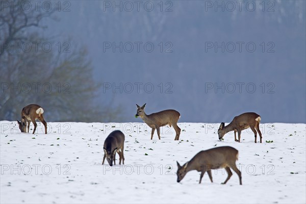 Roe deer