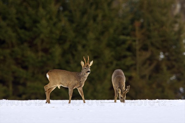 Roe deer