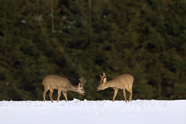 Roe deer