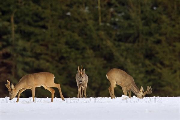 Roe deer