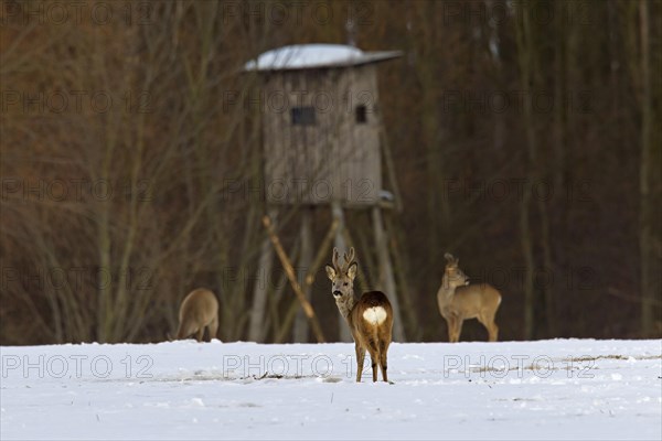 Roe deer