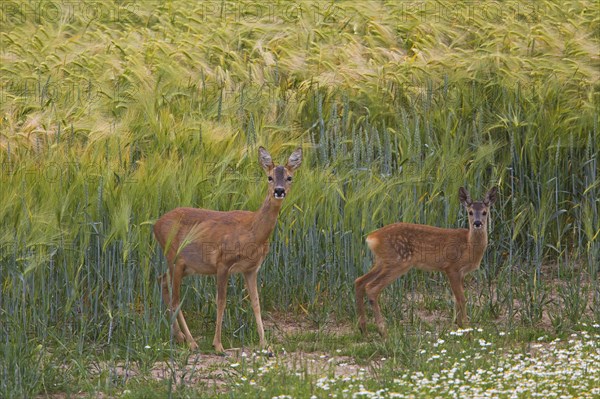 Roe deer