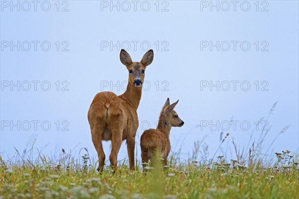 Roe Deer