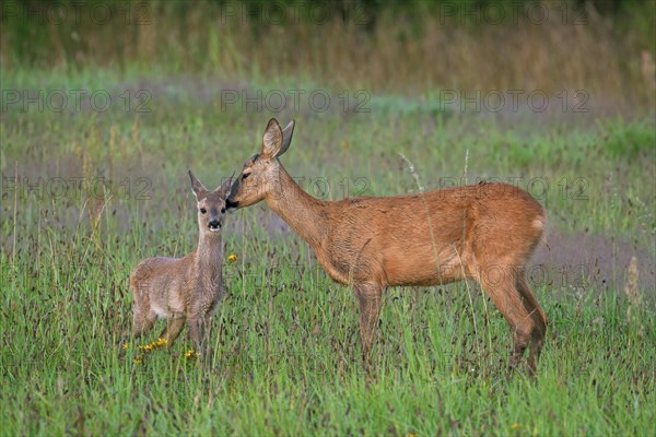 European roe deer