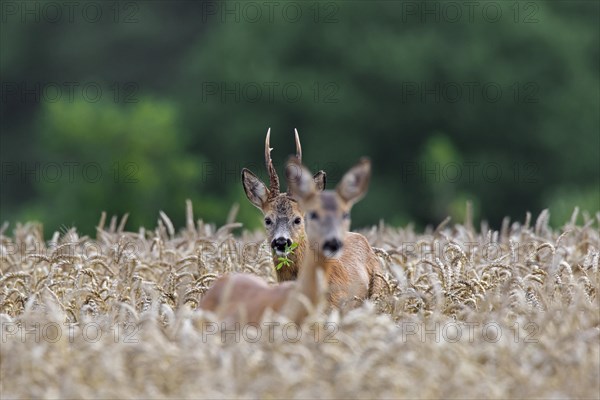 European roe deer