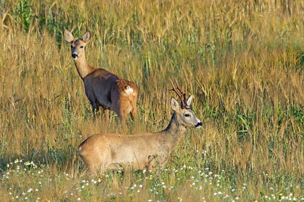 European roe deer