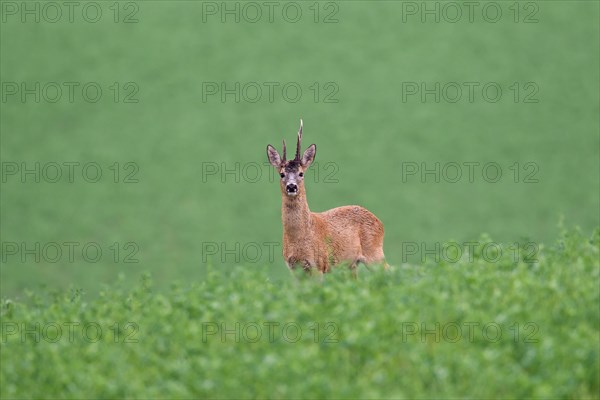 Roe deer