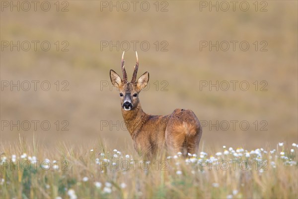 European roe deer