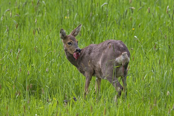 Roe Deer