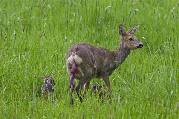 Roe Deer