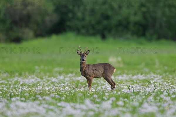 Roe deer