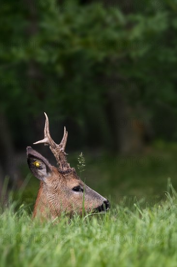 Ear tagged roe deer