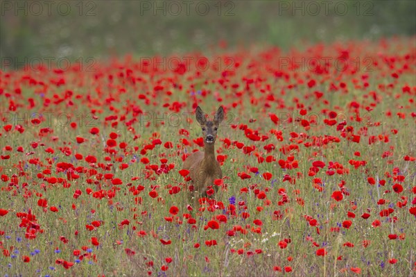 Roe deer