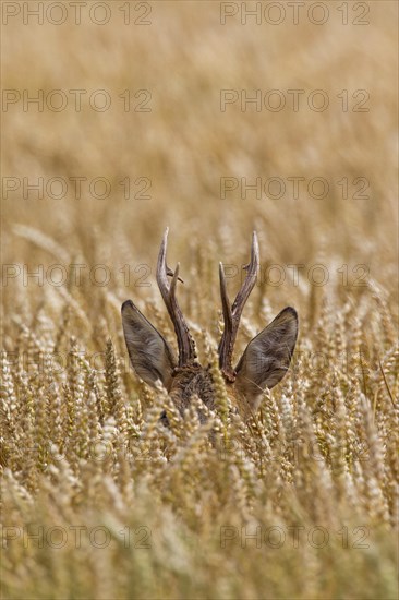 European roe deer