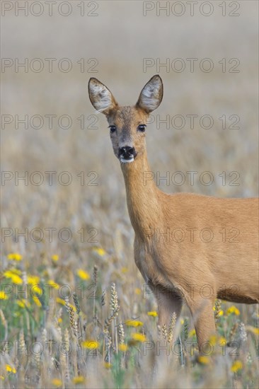 European roe deer