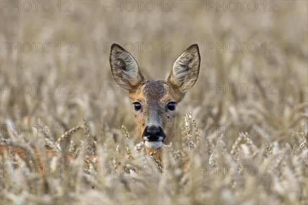 European roe deer