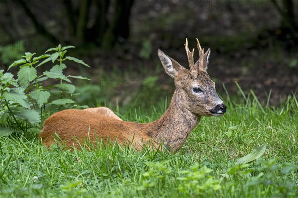 European roe deer