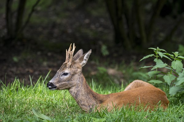 European roe deer