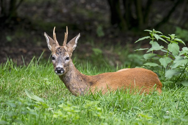 Alert European roe deer