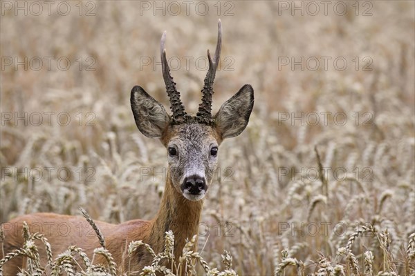 European roe deer