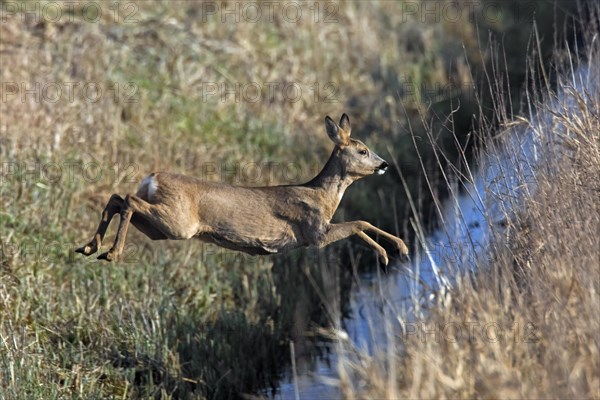 Fleeing European roe deer