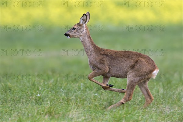 Fleeing European roe deer