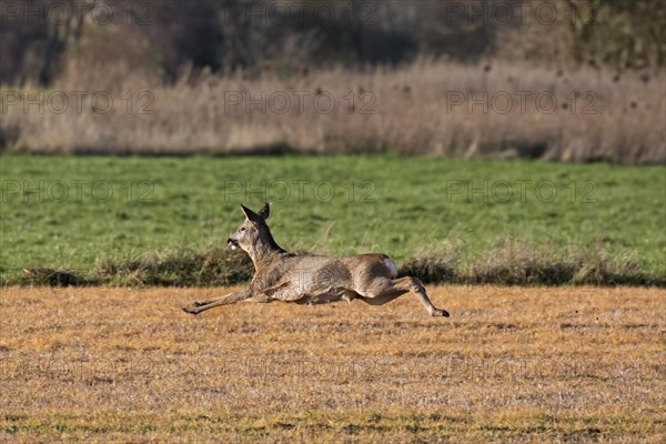 Fleeing European roe deer