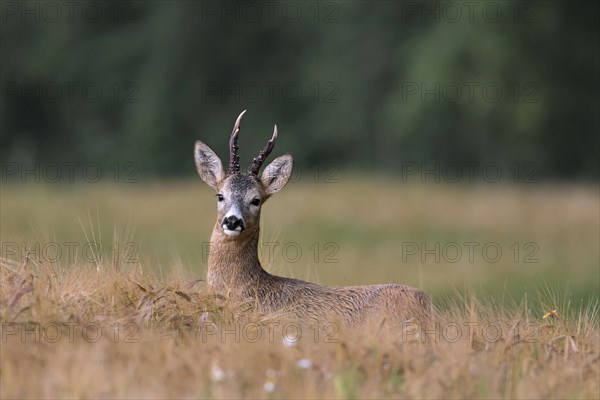 European roe deer