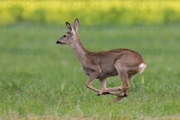 Fleeing European roe deer