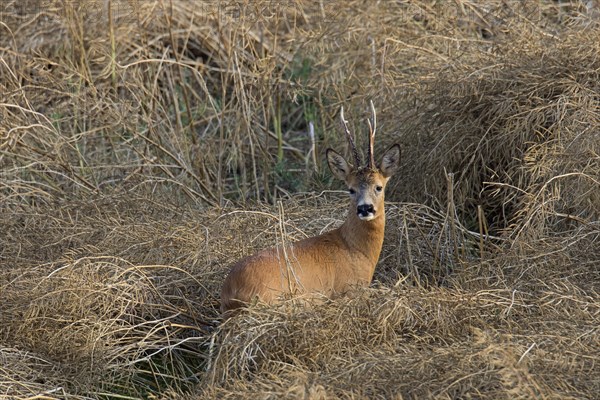 European roe deer