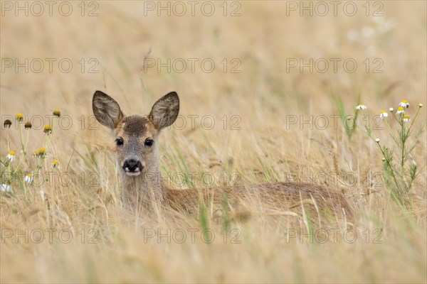 European roe deer