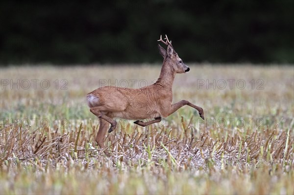 European roe deer