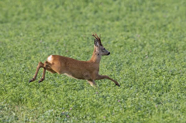 European roe deer