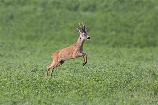 European roe deer