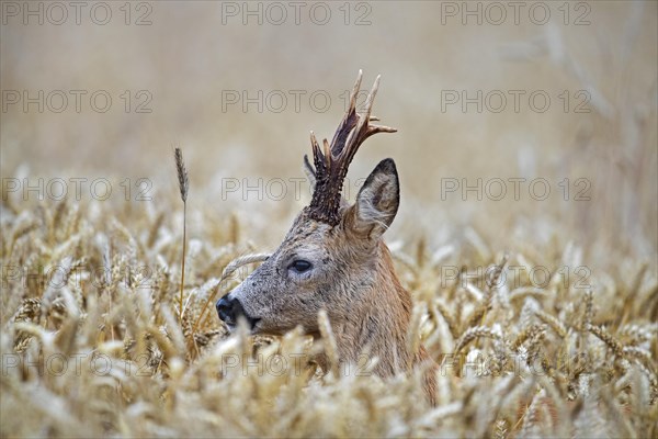 European roe deer