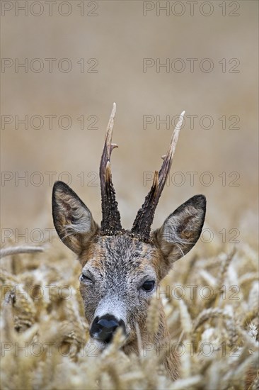 European roe deer